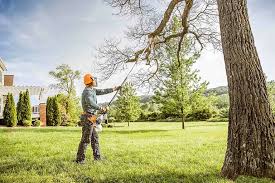 Best Tree Maintenance Programs  in Las Lomas, CA