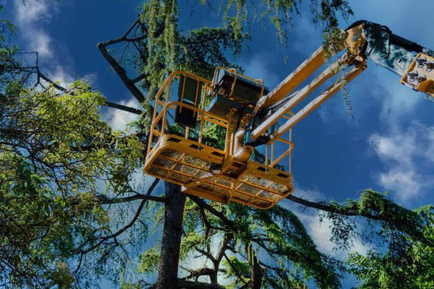  Las Lomas, CA Tree Care Services Pros