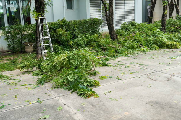 Reliable Las Lomas, CA Tree Care Services Solutions