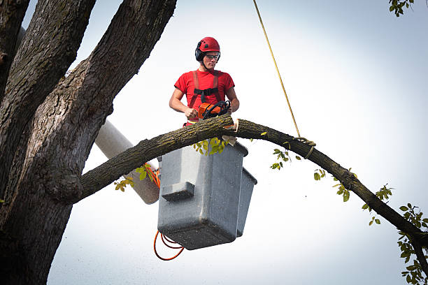 How Our Tree Care Process Works  in  Las Lomas, CA